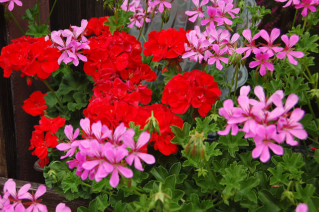 Potfloroj en la pensionkorto (Topfblumen im Hof der Pension)