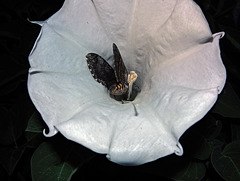 The Moonflowers at dusk had a Privet Hawk Moth visit again