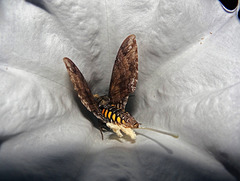 The Moonflowers at dusk had a Privet Hawk Moth visit again "P" for the Alphabet Group