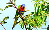 Rainbow Parakeet in the plum tree