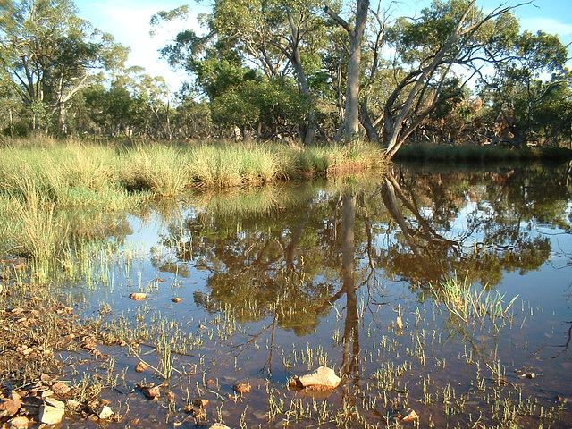 2019 Karoo pond 019