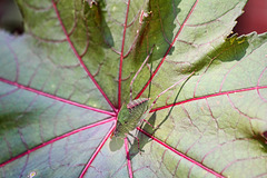 Katydid - excellent camouflage!