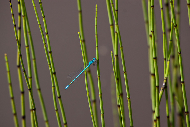 20130709 2337RTw Azurjungfer