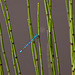 20130709 2337RTw Azurjungfer