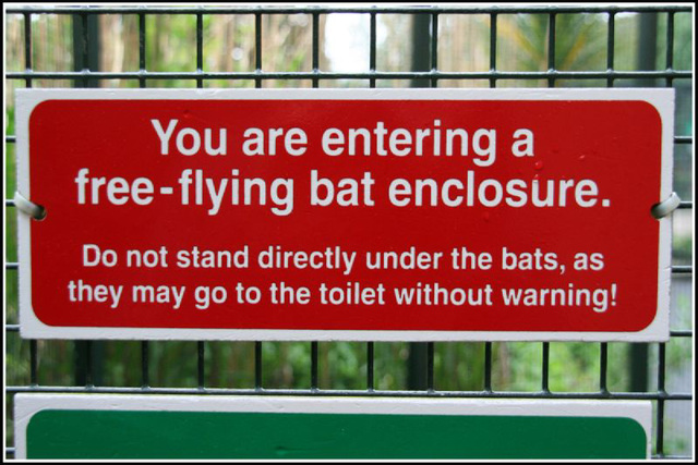 Holy Bat Toilet!!