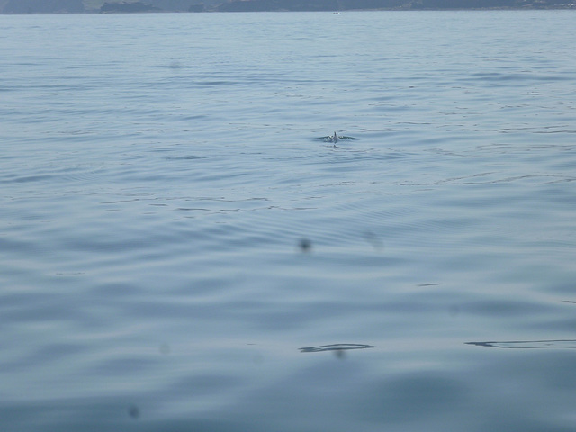 oaw - Whitby porpoise