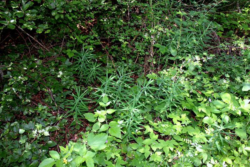 Polygonatum verticillatum (2)