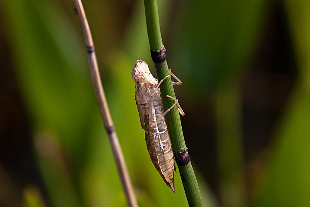 20130709 2356RAw Libellenlarve