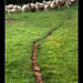 Sheep path