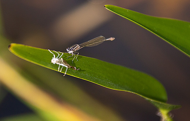 20130709 2361RAw Azurjungfer w