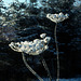 Queen Anne's Lace and Frost