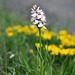 Dactylorhiza maculata