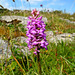 Gymnadenia conopsea ssp. densiflora