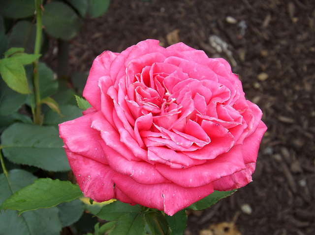 Pink Rose in the Brooklyn Botanic Garden, June 2012