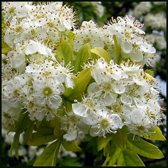 white may blossom
