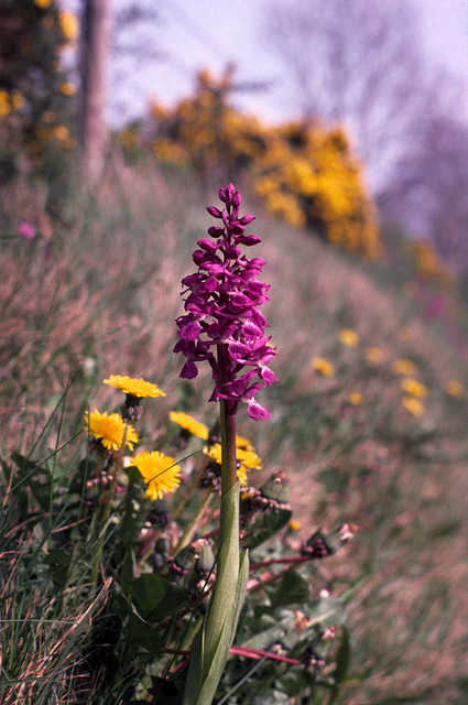 Orchis mascula