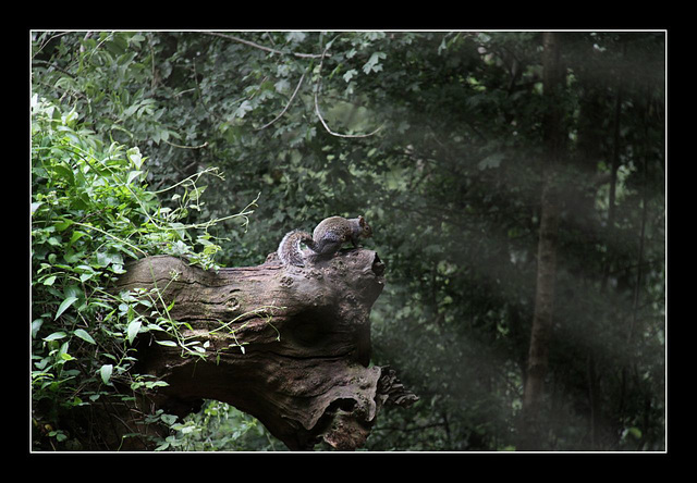 Woodland friend