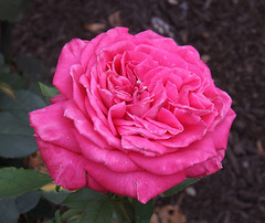 Pink Rose in the Brooklyn Botanic Garden, June 2012