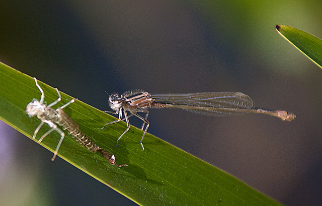20130709 2365RAw Libelle