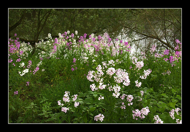 Riverside flowers