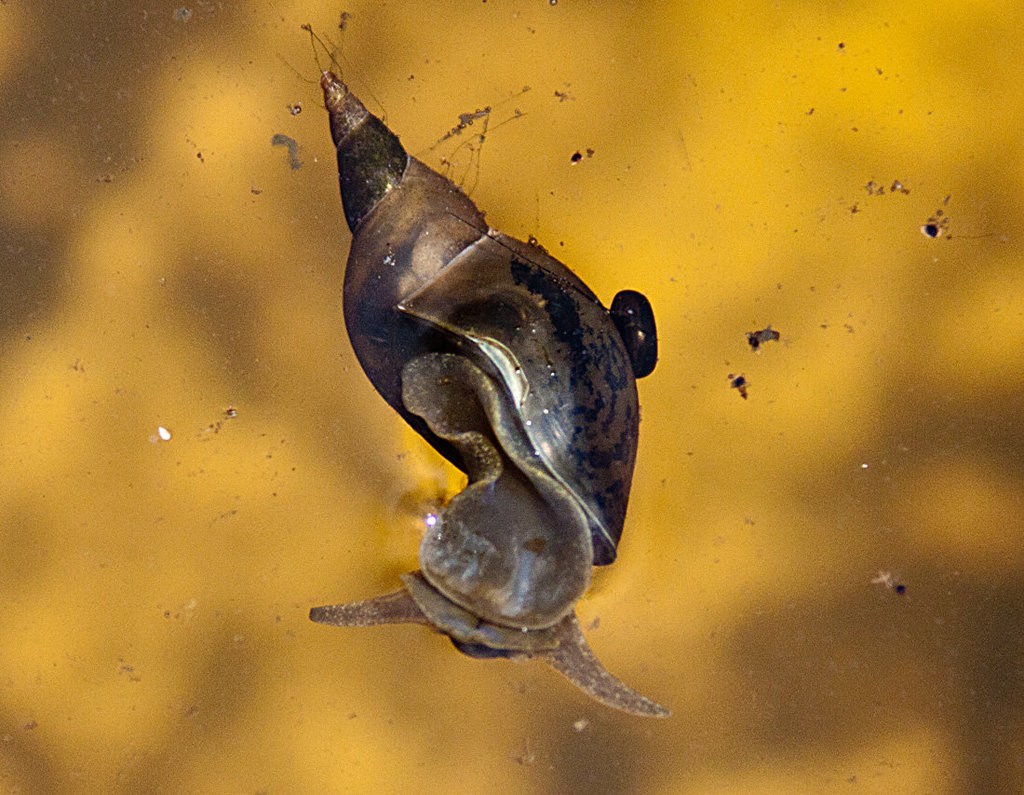 20130709 2370RAw [D~MI] Spitzschlammschnecke (Lymnaea stagnalis), Hille