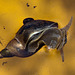 20130709 2371RAw [D~MI] Spitzschlammschnecke (Lymnaea stagnalis), Hille