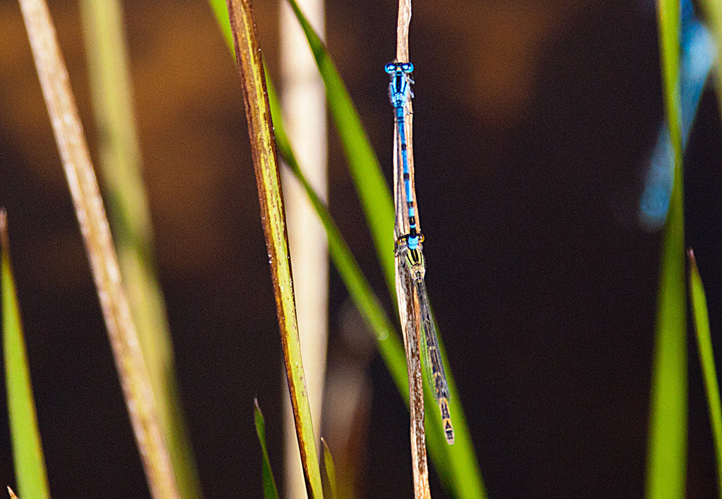 20130709 2373RAw Azurjungfer