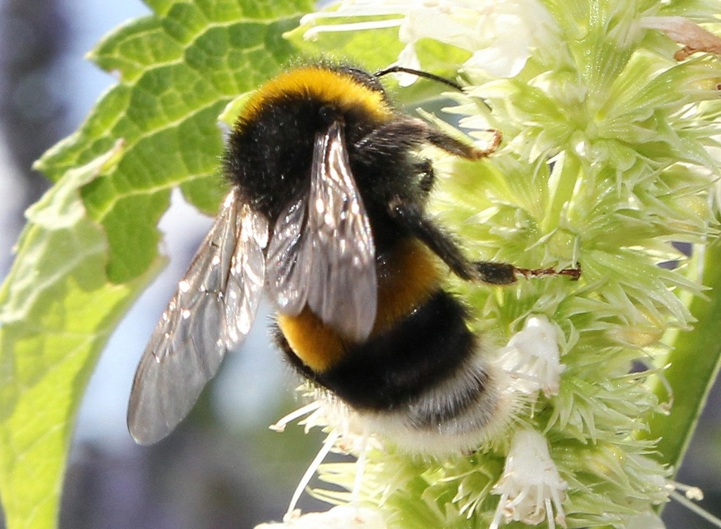 Hummel
