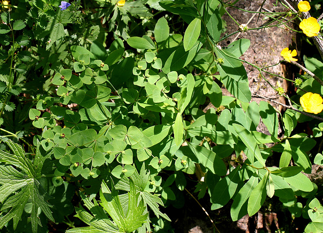 Euphorbia dulcis- Euphorbe douce