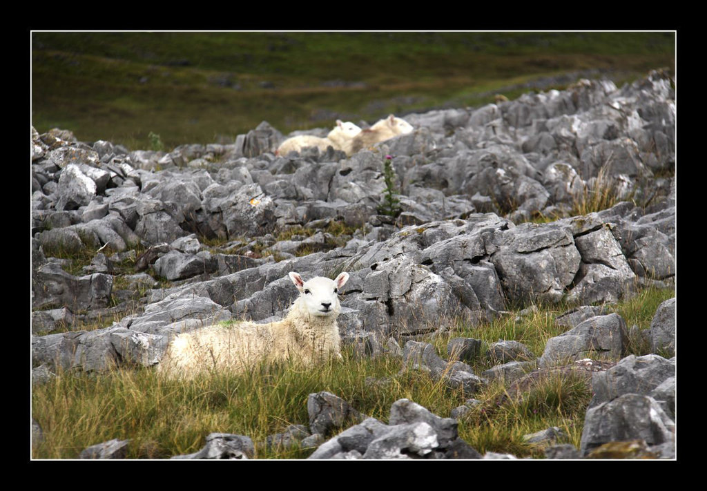 Limestone and lambs