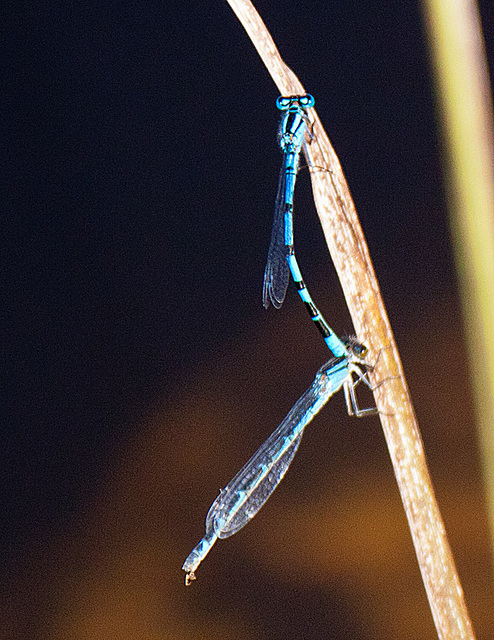 20130709 2374RAw Azurjungfer