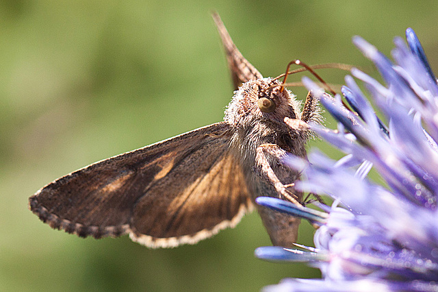 20130805 2778RMw [D~LIP] Gammaeule (Autographa gamma), Bad Salzuflen