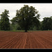 Tree in a field