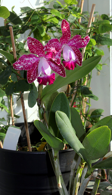 Cattleya 'Pink Jaguar ' (Tricum Porm)