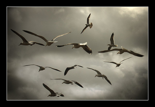 Gulls in flight