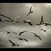 Gulls in flight