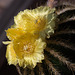 20130802 2703RMw [D~LIP] Kaktusblüten, Bad Salzuflen