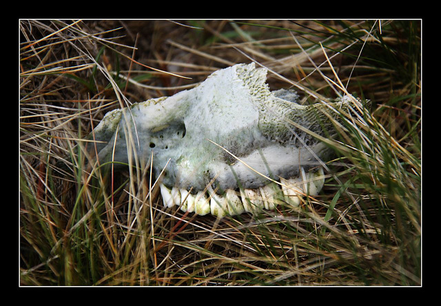 Dental