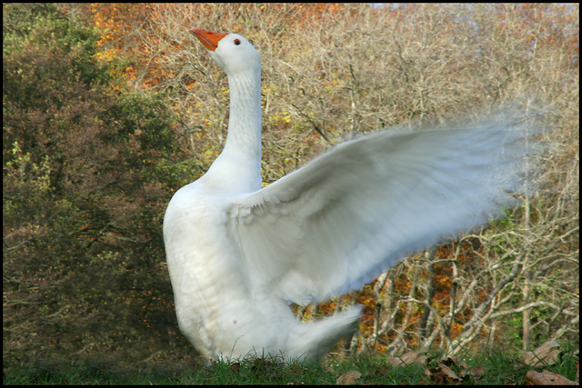 in a flap