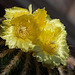 20130802 2704RMw [D~LIP] Kaktusblüten, Bad Salzuflen