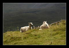 Sheep picnic