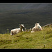 Sheep picnic