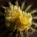 20130802 2705RMw [D~LIP] Kaktusblüten, Bad Salzuflen