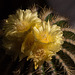 20130802 2706RMw [D~LIP] Kaktusblüten, Bad Salzuflen