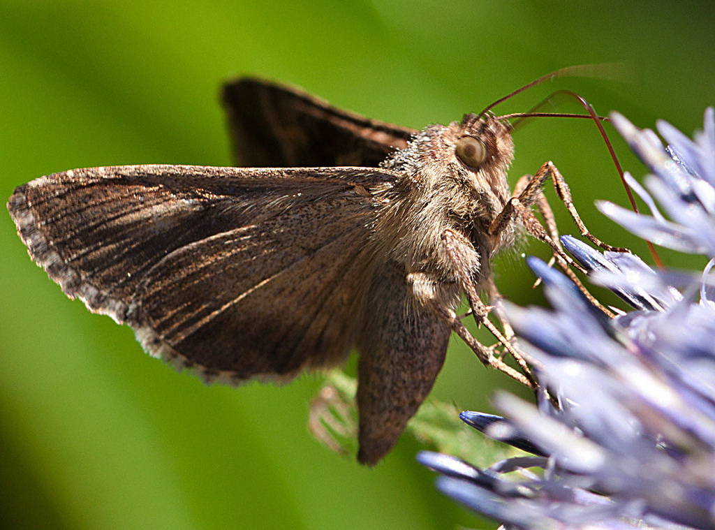 20130805 2795RMw [D~LIP] Gammaeule (Autographa gamma), Bad Salzuflen