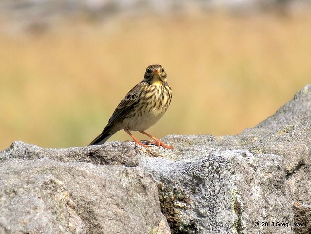 Meadow Pipit 2