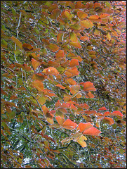 copper leaves in spring