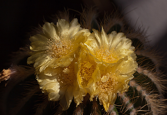 20130802 2708RMw [D~LIP] Kaktusblüten, Bad Salzuflen