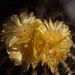 20130802 2708RMw [D~LIP] Kaktusblüten, Bad Salzuflen