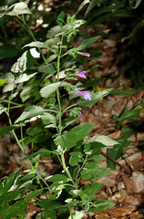 Calamintha grandiflora (2)